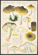 Tricholoma sejunctum Sow - Hans Baldung — Ansicht des Kunstwerks