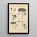 Tricholoma terreum - Hans Baldung — gerahmtes Bild an der Wand