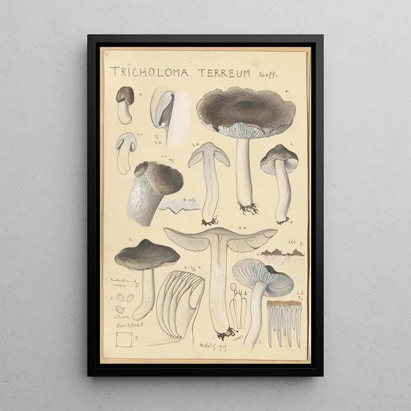 Tricholoma terreum - Hans Baldung — gerahmtes Bild an der Wand