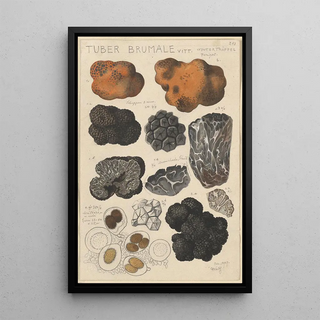 Hans Walty - Tuber brumale.webp