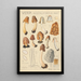 Verpa digitaliformis - Hans Baldung — gerahmtes Bild an der Wand