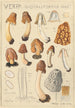Verpa digitaliformis - Hans Baldung — Ansicht des Kunstwerks