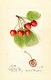 Prunus avium Cleveland - Harriet L Thompson — Ansicht des Kunstwerks