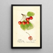 Prunus avium Cleveland - Harriet L Thompson — gerahmtes Bild an der Wand
