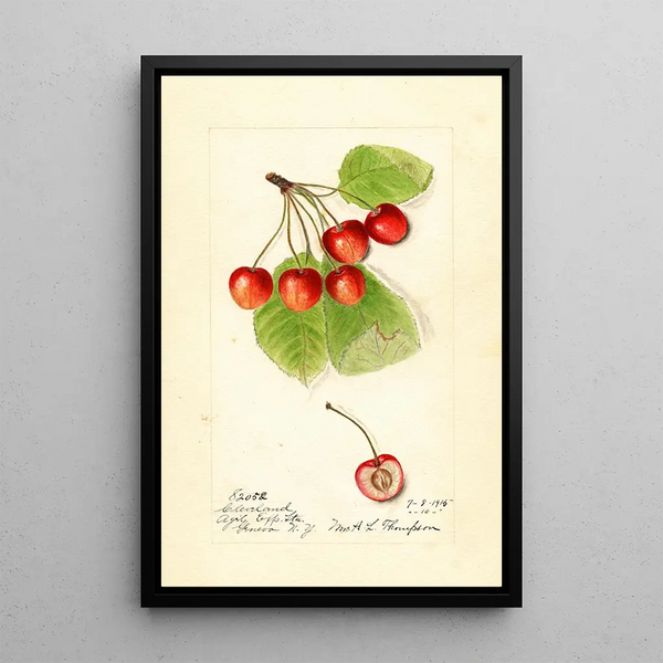 Prunus avium Cleveland - Harriet L Thompson — gerahmtes Bild an der Wand
