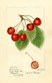 Prunus avium Florence - Harriet L Thompson — Ansicht des Kunstwerks
