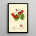 Prunus avium Florence - Harriet L Thompson — gerahmtes Bild an der Wand