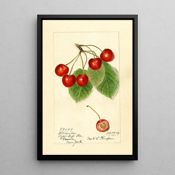 Prunus avium Florence - Harriet L Thompson — gerahmtes Bild an der Wand