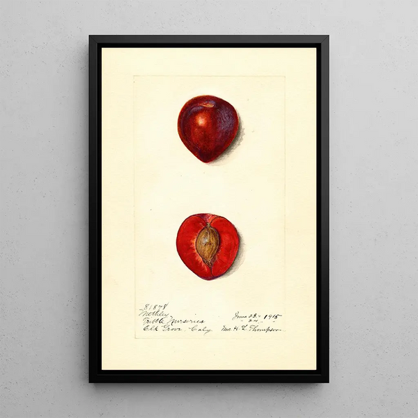 Prunus domestica Methley - Harriet L Thompson — gerahmtes Bild an der Wand