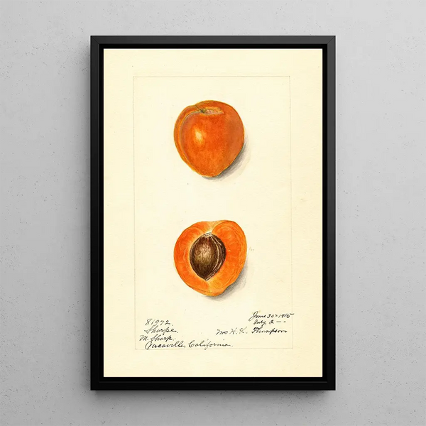 Prunus mume Sharpe - Harriet L Thompson — gerahmtes Bild an der Wand