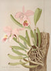 Cattleya Mossiae - Harriet Stewart Miner — Ansicht des Kunstwerks
