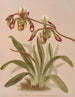 Cypripedium Haynaldianum - Harriet Stewart Miner — Ansicht des Kunstwerks