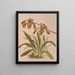 Cypripedium Haynaldianum - Harriet Stewart Miner — gerahmtes Bild an der Wand