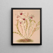 Dendrobium Ainsworthii - Harriet Stewart Miner — gerahmtes Bild an der Wand