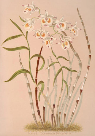 Harriet Stewart Miner - Dendrobium Devonianum.webp
