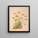 Lycaste Aromatica - Harriet Stewart Miner — gerahmtes Bild an der Wand