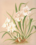 Odontoglossum Röezlii Album - Harriet Stewart Miner — Ansicht des Kunstwerks