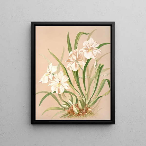 Harriet Stewart Miner - Odontoglossum Roezlii Album.webp