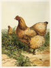 Poule Cochin chamois - Harrison Weir — Ansicht des Kunstwerks