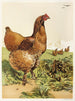 Poule Cochin à la cannelle - Harrison Weir — Ansicht des Kunstwerks