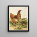 Poule Cochin à la cannelle - Harrison Weir — gerahmtes Bild an der Wand