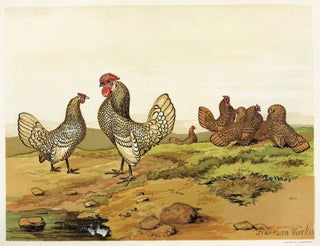 Bantams dorés et argentés - Harrison Weir — Ansicht des Kunstwerks
