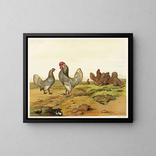 Bantams dorés et argentés - Harrison Weir — gerahmtes Bild an der Wand
