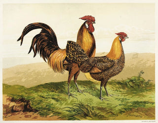 Hambourgs dorés au crayon - Harrison Weir — Ansicht des Kunstwerks