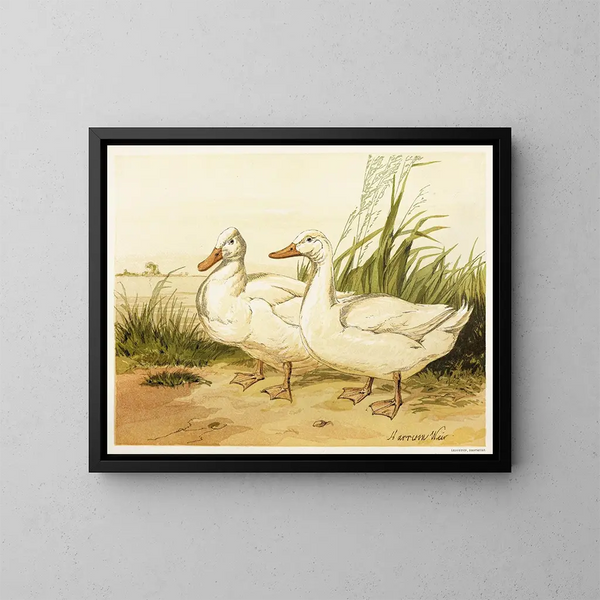 Enten Aylesbury weiße - Harrison Weir — gerahmtes Bild an der Wand