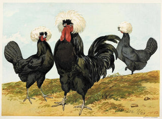 Polnisches Gemälde mit schwarzer Mähne und weißer Krempe - Harrison Weir — Ansicht des Kunstwerks