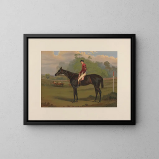 Parole, brauner Hengst - Harry Hall — gerahmtes Bild an der Wand