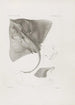 Harvard University Museum of Comparative Zoology Memories - Museum of Comparative Zoology Harvard University — Ansicht des Kunstwerks