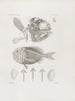 Mémoires du Musée de zoologie comparée du Harvard College Pl11 - Musée de Zoologie Comparée de l'Université Harvard — Ansicht des Kunstwerks