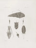Mémoires du Musée de zoologie comparée du Harvard College Pl13 - Musée de Zoologie Comparée de l'Université Harvard — Ansicht des Kunstwerks