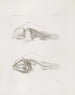 Mémoires du Musée de zoologie comparée du Harvard College Pl14 - Musée de Zoologie Comparée de l'Université Harvard — Ansicht des Kunstwerks