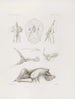 Mémoires du Musée de zoologie comparée du Harvard College Pl17 - Musée de Zoologie Comparée de l'Université Harvard — Ansicht des Kunstwerks