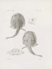 Mémoires du Musée de zoologie comparée du Harvard College Pl19 - Musée de Zoologie Comparée de l'Université Harvard — Ansicht des Kunstwerks