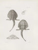 Mémoires du Musée de zoologie comparée du Harvard College Pl21 - Musée de Zoologie Comparée de l'Université Harvard — Ansicht des Kunstwerks