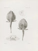 Mémoires du Musée de zoologie comparée du Harvard College Pl24 - Musée de Zoologie Comparée de l'Université Harvard — Ansicht des Kunstwerks