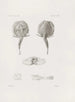 Mémoires du Musée de zoologie comparée du Harvard College Pl25 - Musée de Zoologie Comparée de l'Université Harvard — Ansicht des Kunstwerks