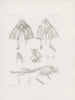 Mémoires du Musée de zoologie comparée du Harvard College Pl26 - Musée de Zoologie Comparée de l'Université Harvard — Ansicht des Kunstwerks