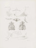 Mémoires du Musée de zoologie comparée du Harvard College Pl29 - Musée de Zoologie Comparée de l'Université Harvard — Ansicht des Kunstwerks