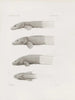 Mémoires du Musée de zoologie comparée du Harvard College Pl30 - Musée de Zoologie Comparée de l'Université Harvard — Ansicht des Kunstwerks