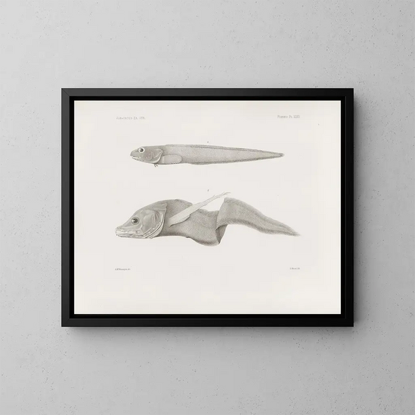 Mémoires du Muséum de zoologie comparée de Harvard College Pl32 - Musée de Zoologie Comparée de l'Université Harvard — gerahmtes Bild an der Wand