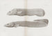 Mémoires du Pl33 - Museum für vergleichende Zoologie der Harvard-Universität — Ansicht des Kunstwerks