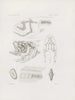 Mémoires du Musée de zoologie comparée du Harvard College Pl34 - Musée de Zoologie Comparée de l'Université Harvard — Ansicht des Kunstwerks