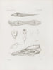 Mémoires du Musée de zoologie comparée du Harvard College Pl39 - Musée de Zoologie Comparée de l'Université Harvard — Ansicht des Kunstwerks