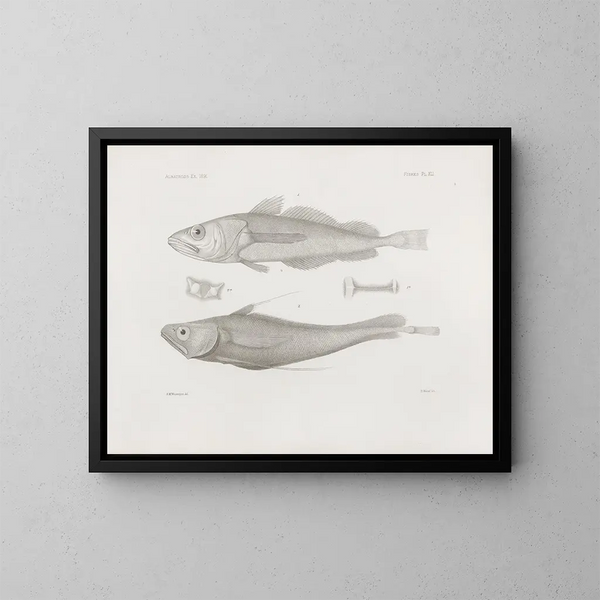 Mémoires du Muséum de zoologie comparée de Harvard College Pl41 - Musée de Zoologie Comparée de l'Université Harvard — gerahmtes Bild an der Wand