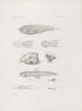 Mémoires du Musée de zoologie comparée du Harvard College Pl43 - Musée de Zoologie Comparée de l'Université Harvard — Ansicht des Kunstwerks