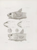 Mémoires du Musée de zoologie comparée du Harvard College Pl44 - Musée de Zoologie Comparée de l'Université Harvard — Ansicht des Kunstwerks